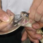 For more than 125 years, horses have quietly helped save snakebite victims. Here's how their blood becomes life-saving antivenom |