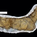 Scientists discovered that animal poop travelled across oceans 540-million-years ago and triggered the evolution of life on earth