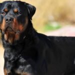 From loyalty to alertness: 7 low-maintenance dog breeds for homeowners