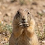 America spent decades poisoning prairie dogs as pests, but scientists found they help keep grasslands healthy |