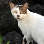 In 1815, cats arrived on Ascension Island; they drove huge seabird colonies away until conservationists launched a cat-eradication mission