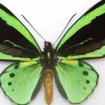 Butterfly wings inspire a breakthrough solar panel design that could boost electricity production by 66% |