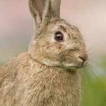 In 1937, Australian scientists released infected rabbits on an island to test a virus that would later transform rabbit control across the continent |