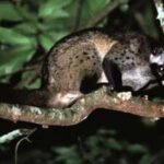 Coffee beans found in Civet poop used to make one of the world’s most expensive Kopi Luwak coffee which costs thousands of dollars per kilogram |