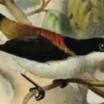 A 9-year-old girl in the Philippines raised money to help one of the world's rarest birds; the child became an unlikely conservation campaigner | World News