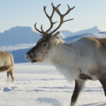 In 1911, Norwegian whalers released 10 reindeer on South Georgia for food and hunting