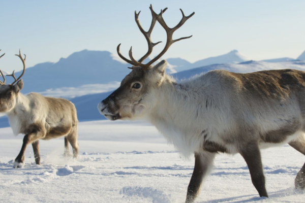 In 1911, Norwegian whalers released 10 reindeer on South Georgia for food and hunting