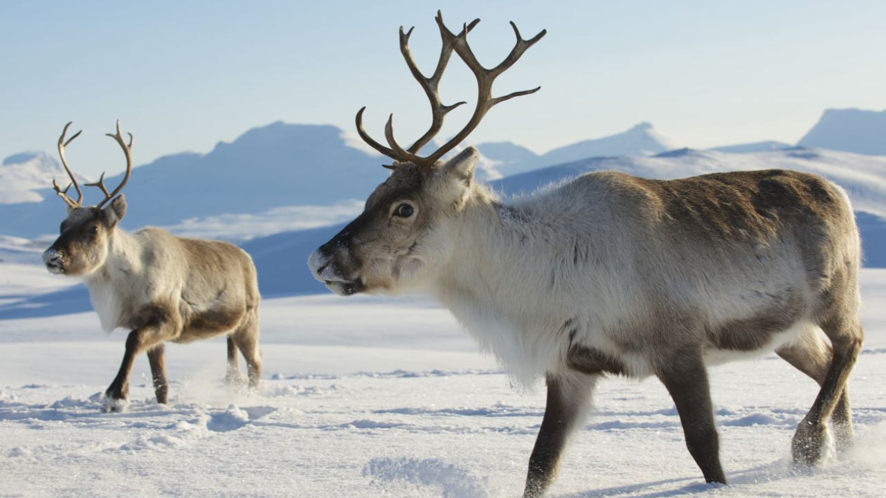 In 1911, Norwegian whalers released 10 reindeer on South Georgia for food and hunting