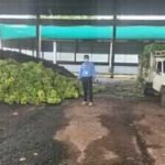 Artificially Ripened Bananas: 10,890 kg of chemically ripened bananas seized in Karnataka: 4 signs your banana may have been artificially ripened