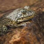 California releases more than 3,000 endangered mountain frogs into the wild, restoring a species that has lost most of its home |