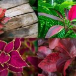 5 Plants with red leaves to add a splash of colour to your home