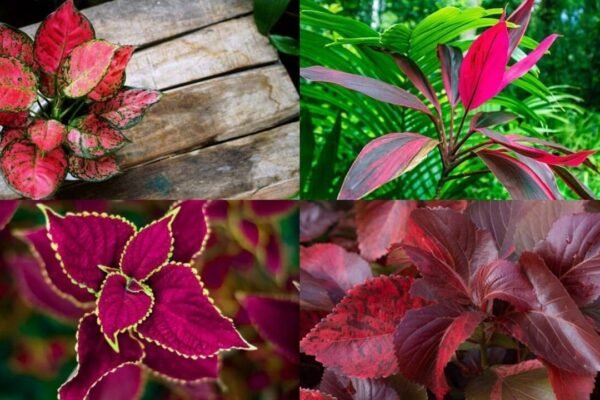 5 Plants with red leaves to add a splash of colour to your home