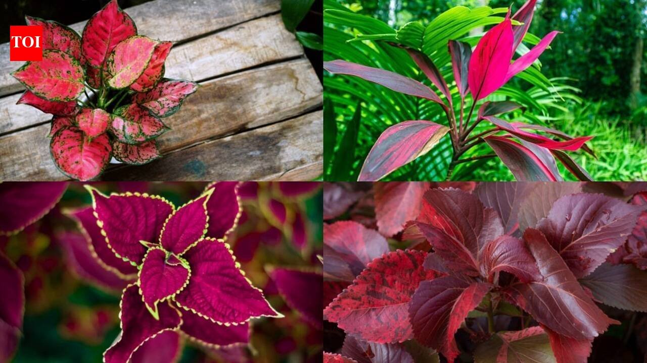 5 Plants with red leaves to add a splash of colour to your home