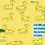 Only sharp eyes can spot 1 out of 20 giraffes without a twin in 10 seconds in this safari landscape