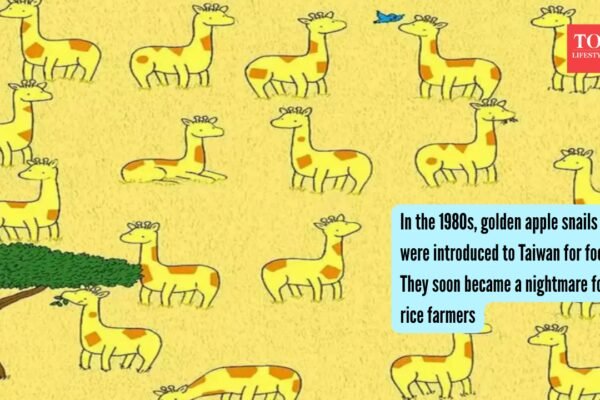 Only sharp eyes can spot 1 out of 20 giraffes without a twin in 10 seconds in this safari landscape