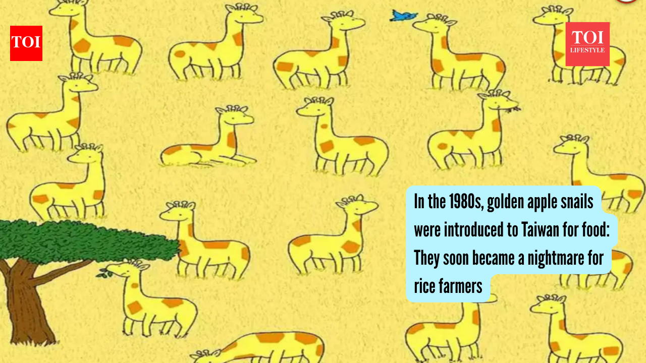 Only sharp eyes can spot 1 out of 20 giraffes without a twin in 10 seconds in this safari landscape