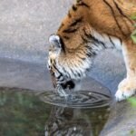Ranthambore safari bookings are filling up faster than ever: 40,000 registrations in just 2 hours; here's how to plan your tiger adventure |