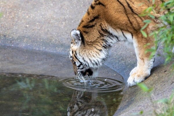 Ranthambore safari bookings are filling up faster than ever: 40,000 registrations in just 2 hours; here's how to plan your tiger adventure |