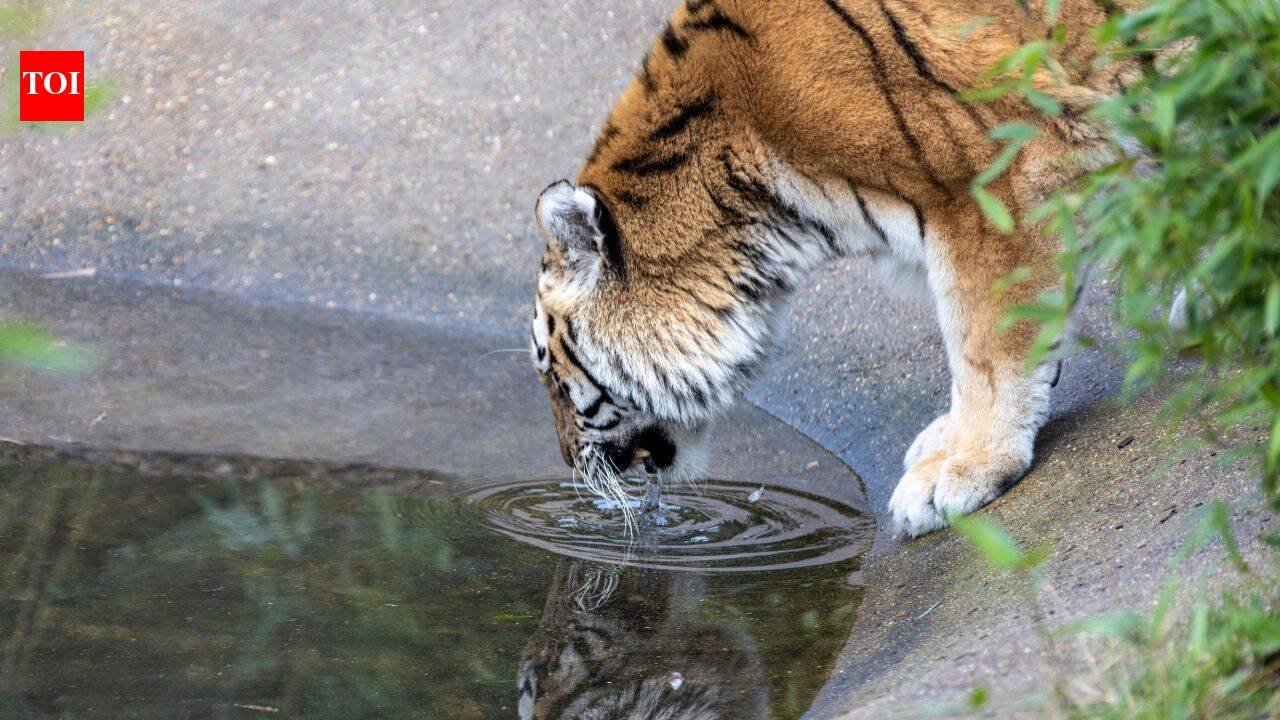 Ranthambore safari bookings are filling up faster than ever: 40,000 registrations in just 2 hours; here's how to plan your tiger adventure |