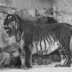 Kazakhstan's Caspian tiger was declared extinct due to hunting by the military and prey reduction, now the country has released its first tiger in the wild after 70 years