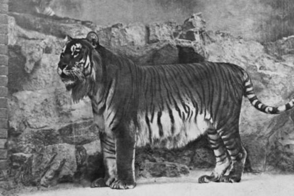 Kazakhstan's Caspian tiger was declared extinct due to hunting by the military and prey reduction, now the country has released its first tiger in the wild after 70 years
