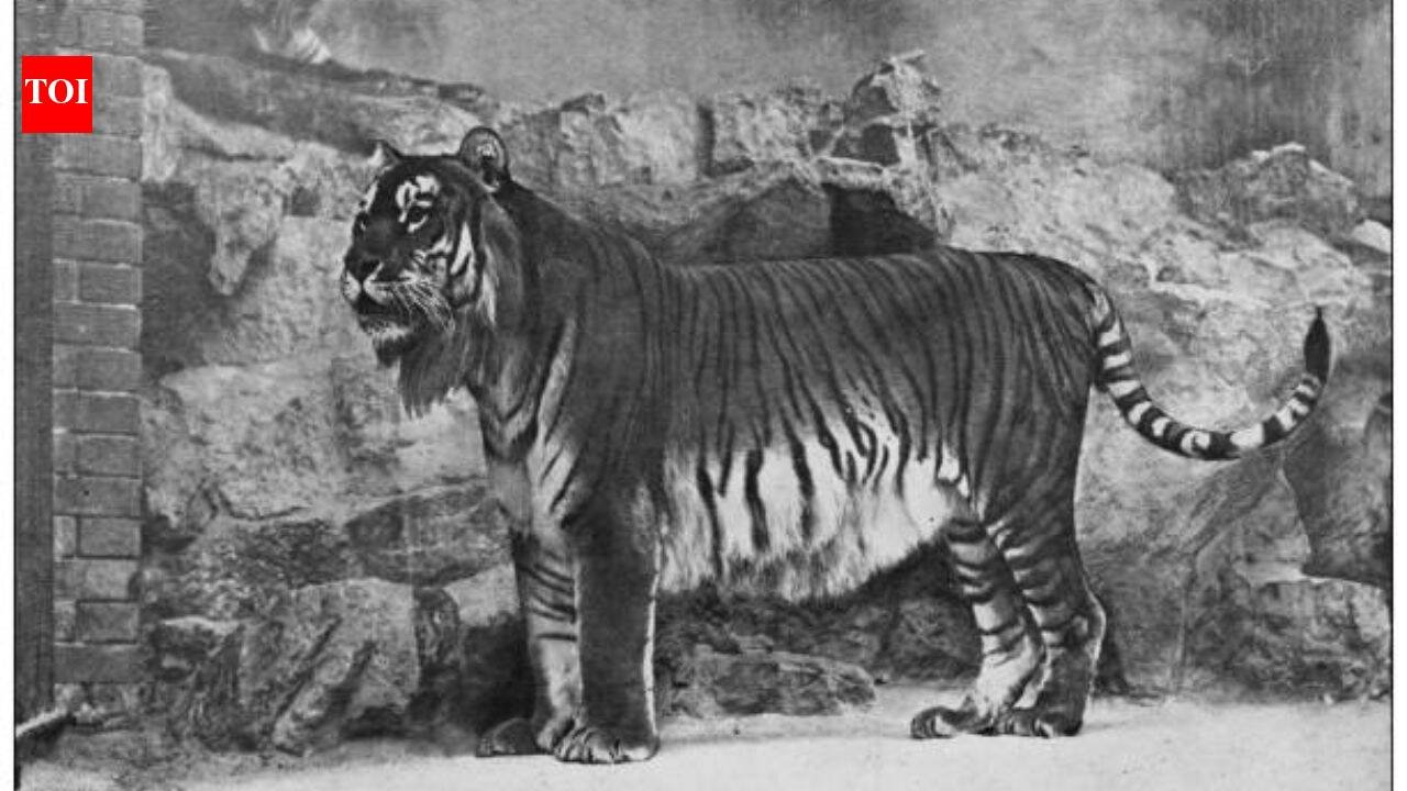 Kazakhstan's Caspian tiger was declared extinct due to hunting by the military and prey reduction, now the country has released its first tiger in the wild after 70 years