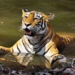 From Corbett's Paro to Tadoba's Maya: Meet the celebrity tigers and tigresses that turned India's wildlife sanctuaries into global safari destinations |
