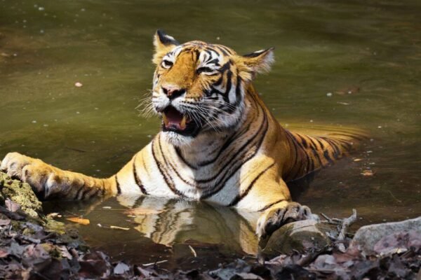 From Corbett's Paro to Tadoba's Maya: Meet the celebrity tigers and tigresses that turned India's wildlife sanctuaries into global safari destinations |