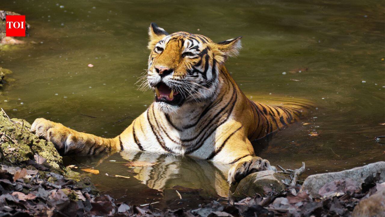 From Corbett's Paro to Tadoba's Maya: Meet the celebrity tigers and tigresses that turned India's wildlife sanctuaries into global safari destinations |