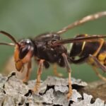 In 2023, America’s first live yellow-legged hornet, a bee-killing predator, was found in Georgia; by 2026, officials had trapped 866 and destroyed 44 nests