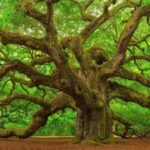 Scientists reviewed 54 Asian oak species; 40 had no backup in any botanical collection, while one may already be extinct in the wild