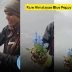 Rare Himalayan Blue Poppy blooms in Nepal's remote Dolpa, here's why it's one of the world's hardest blooms to find |