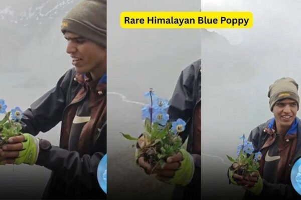Rare Himalayan Blue Poppy blooms in Nepal's remote Dolpa, here's why it's one of the world's hardest blooms to find |