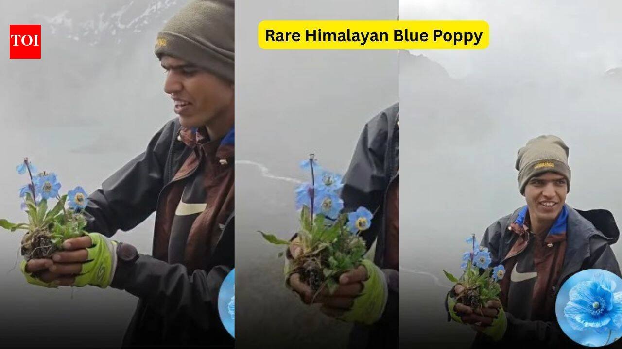 Rare Himalayan Blue Poppy blooms in Nepal's remote Dolpa, here's why it's one of the world's hardest blooms to find |