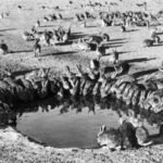 In 1986, Australia eradicated rabbits from an island stripped bare by 150 years of grazing; native vegetation and seabird habitat are returning