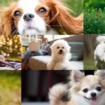 Best Dog Breeds For Seniors: 7 Dog breeds that make great companions for seniors