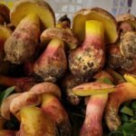 In 1934, scientists heard reports of mushrooms causing visions of tiny people; in 2026, DNA linked the phenomenon to one species in China and the Philippines
