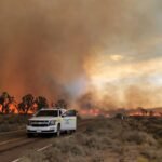 California lost as many as 1.3 million Joshua trees in the 2020 Dome Fire; new software now helps park managers target recovery after wildfires