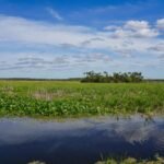 In 1987, Orlando put 1,200 acres of constructed wetlands to work cleaning reclaimed water; the system now polishes about 5.11 billion gallons a year