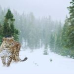 Ladakh Wildlife Safari: India’s first high-altitude wildlife safari to begin in Ladakh this winter; here’s how travellers can experience snow leopards and rare Himalayan birds