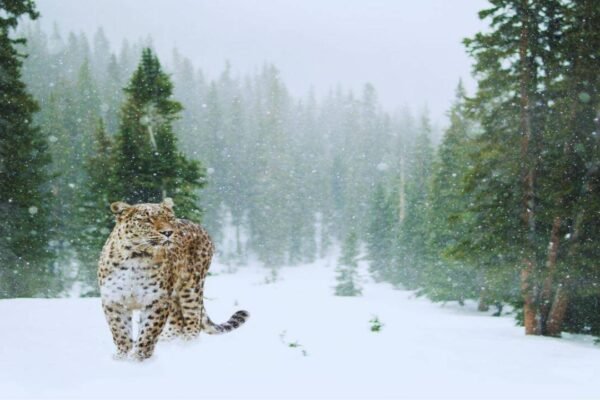 Ladakh Wildlife Safari: India’s first high-altitude wildlife safari to begin in Ladakh this winter; here’s how travellers can experience snow leopards and rare Himalayan birds