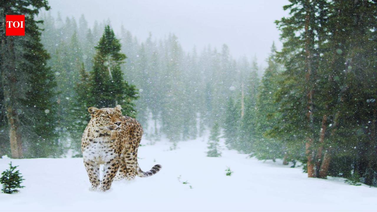 Ladakh Wildlife Safari: India’s first high-altitude wildlife safari to begin in Ladakh this winter; here’s how travellers can experience snow leopards and rare Himalayan birds
