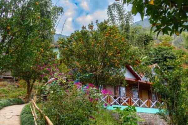 Kashmir Rooftop Farming: On a Kashmir rooftop in Shopian, one farmer is growing a whole farm's worth of food