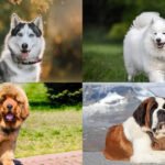 Why some of India’s most ‘trendy’ dog breeds struggle to cope with the summer heat​