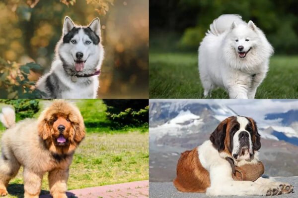 Why some of India’s most ‘trendy’ dog breeds struggle to cope with the summer heat​