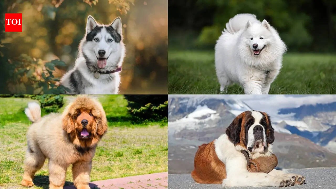 Why some of India’s most ‘trendy’ dog breeds struggle to cope with the summer heat​