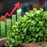 Your humble dhaniya is no longer free! Coriander prices rise above Rs 200 kg as heavy rains disrupt supply