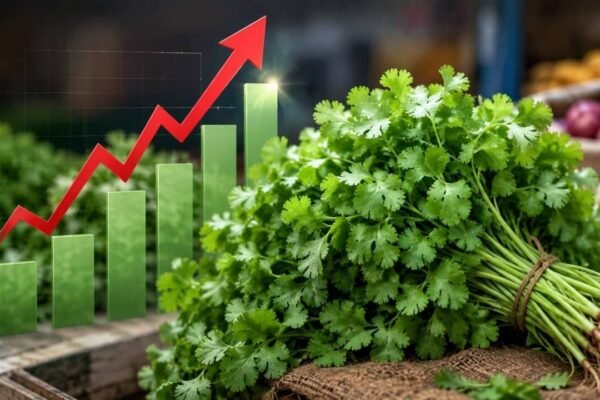 Your humble dhaniya is no longer free! Coriander prices rise above Rs 200 kg as heavy rains disrupt supply