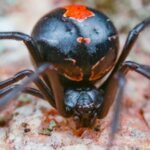 Male redback spiders somersault directly towards a female’s fangs during mating; scientists found the bizarre behaviour may come from surprisingly simple genetics