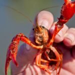 Europe is racing to eradicate a crayfish that can reproduce without mating; in the Czech Republic, two newly detected populations are being targeted before they spread